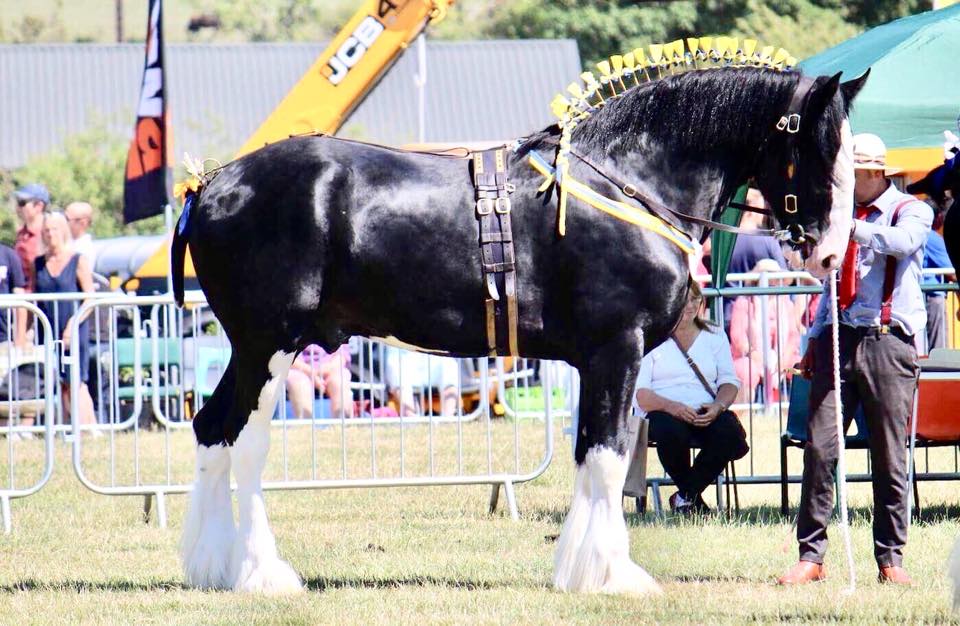 Hillmoor Farm - Shire Horses